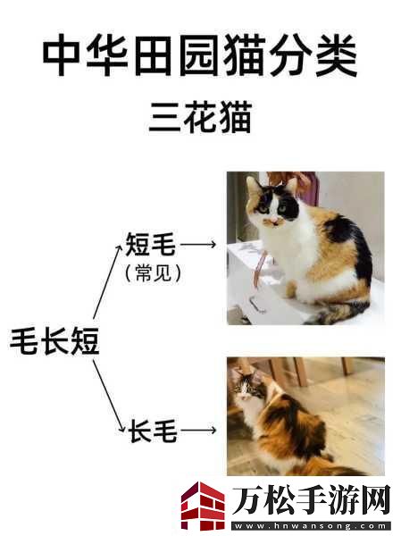 OVO食肉家取報(bào)告3的詳細(xì)分析和最新內(nèi)容1.食肉家取報(bào)告3：新趨勢(shì)與市場(chǎng)潛力探討