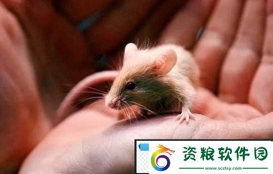 游你扯淡：讓寵物鼠公母混住結(jié)果瘋狂繁殖-男子崩潰求助-收容所很頭疼