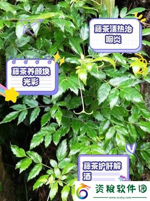 仙蹤林官方網(wǎng)站入口歡迎您：探尋綠色茶飲的奇妙世界