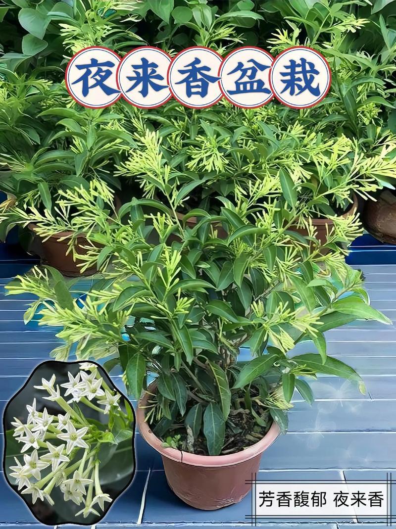 “夜來(lái)香”的秘密：小嘴巴里的科技新星