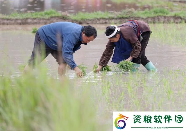 夫妻插秧圖鑒：笑淚交織的田園科技秀