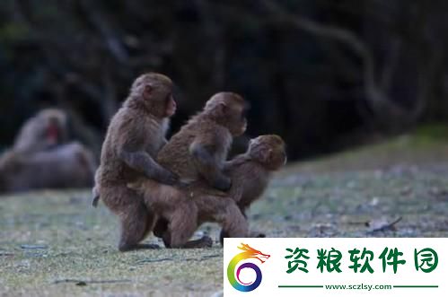 "科技界的奇聞：雌雄猴愛情結晶-引領行業(yè)新風向"