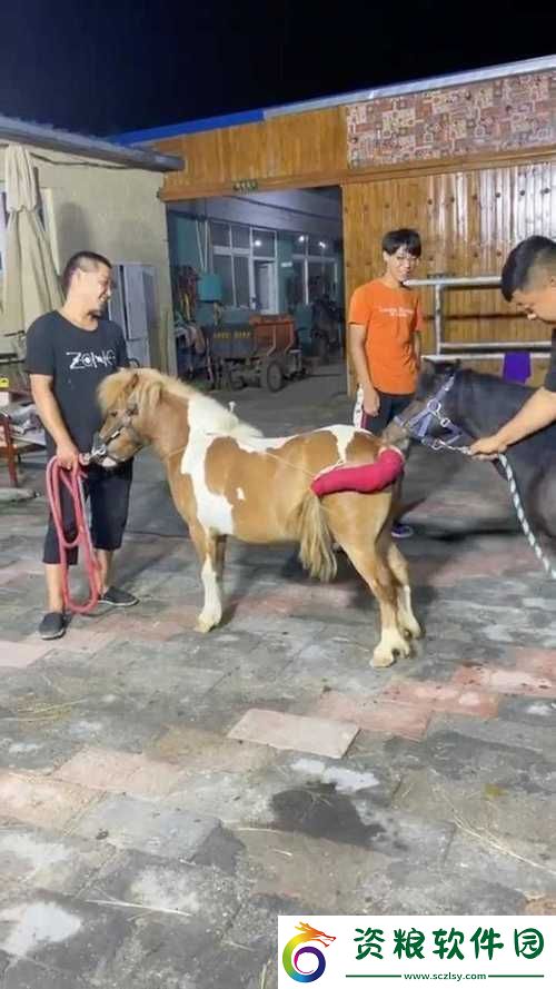 狗配人怎樣配馬配人呢圖片：探尋動物間的奇妙搭配