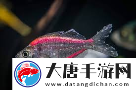 探索魚之趣味核心-獨(dú)特魅力與要點(diǎn)解析